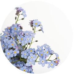Forget-me-not flowers photo close up